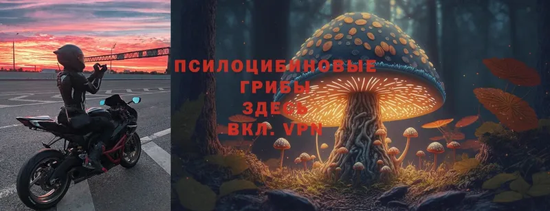 Галлюциногенные грибы MAGIC MUSHROOMS  OMG как войти  Владикавказ  закладки 